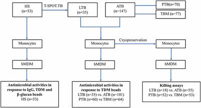 Variations in Antimicrobial Activities of Human Monocyte-Derived Macrophage and Their Associations With Tuberculosis Clinical Manifestations